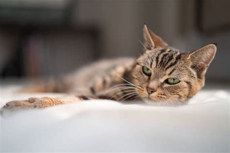 猫風水|猫と風水の関係について徹底解説！トイレの位置やグ…